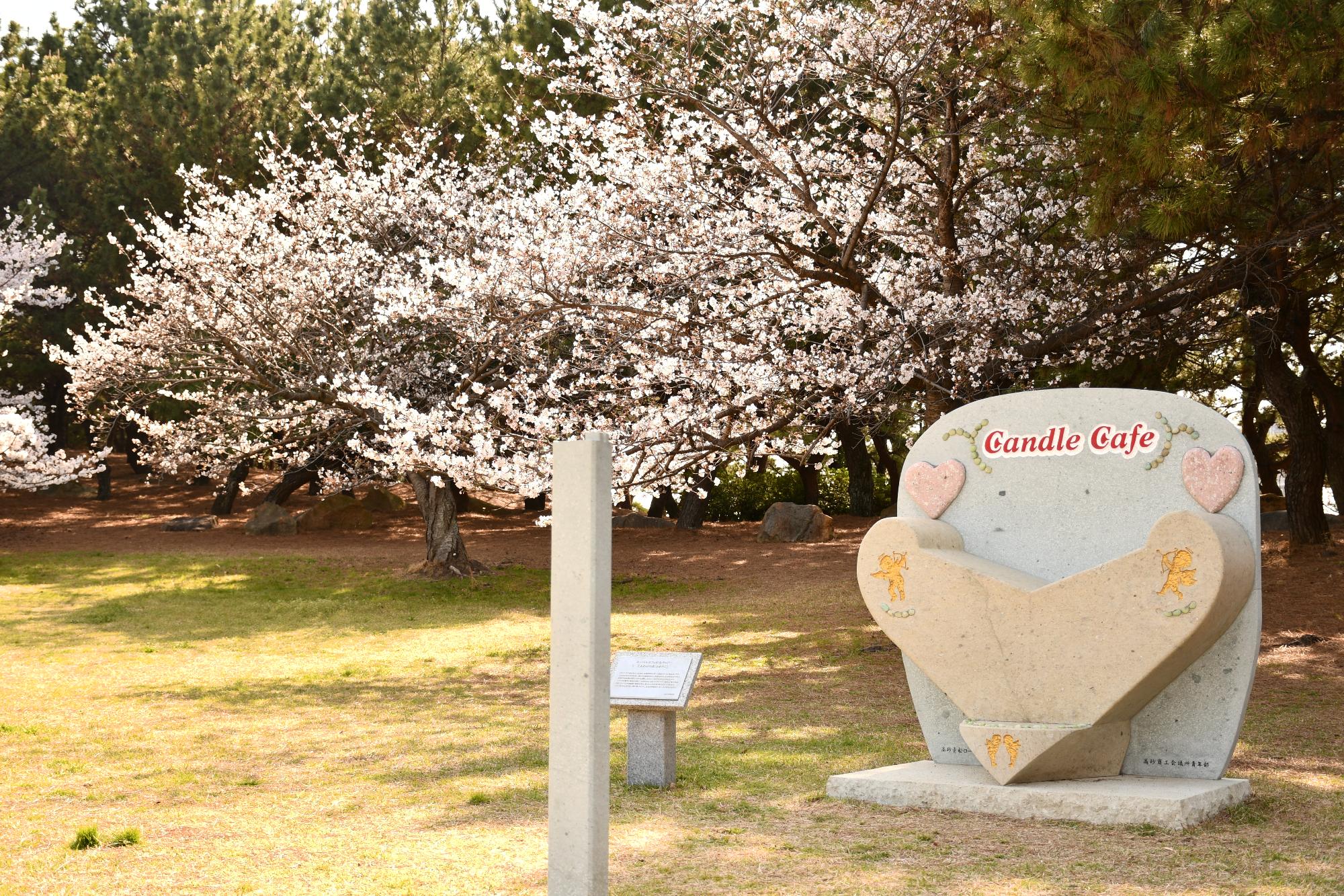 向島公園の桜と松の木とベンチ