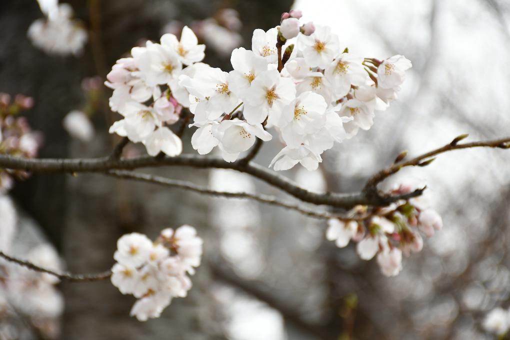 松村川の桜