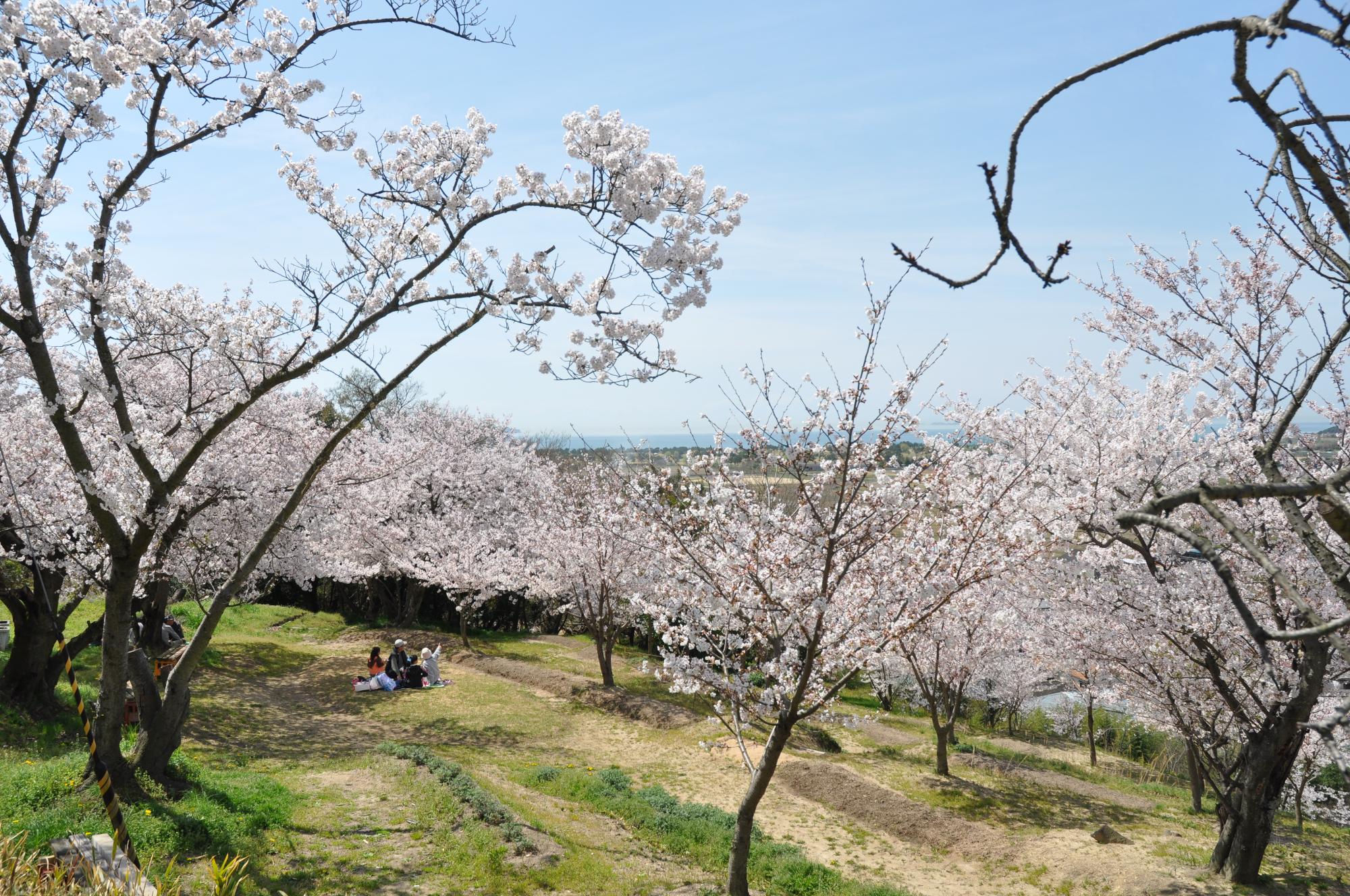 日笠山の桜（ソメイヨシノ）の写真