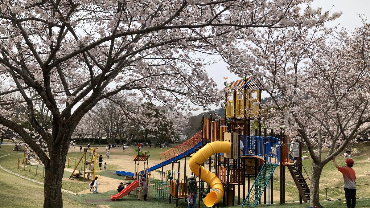 市ノ池公園の桜並木と大型遊具