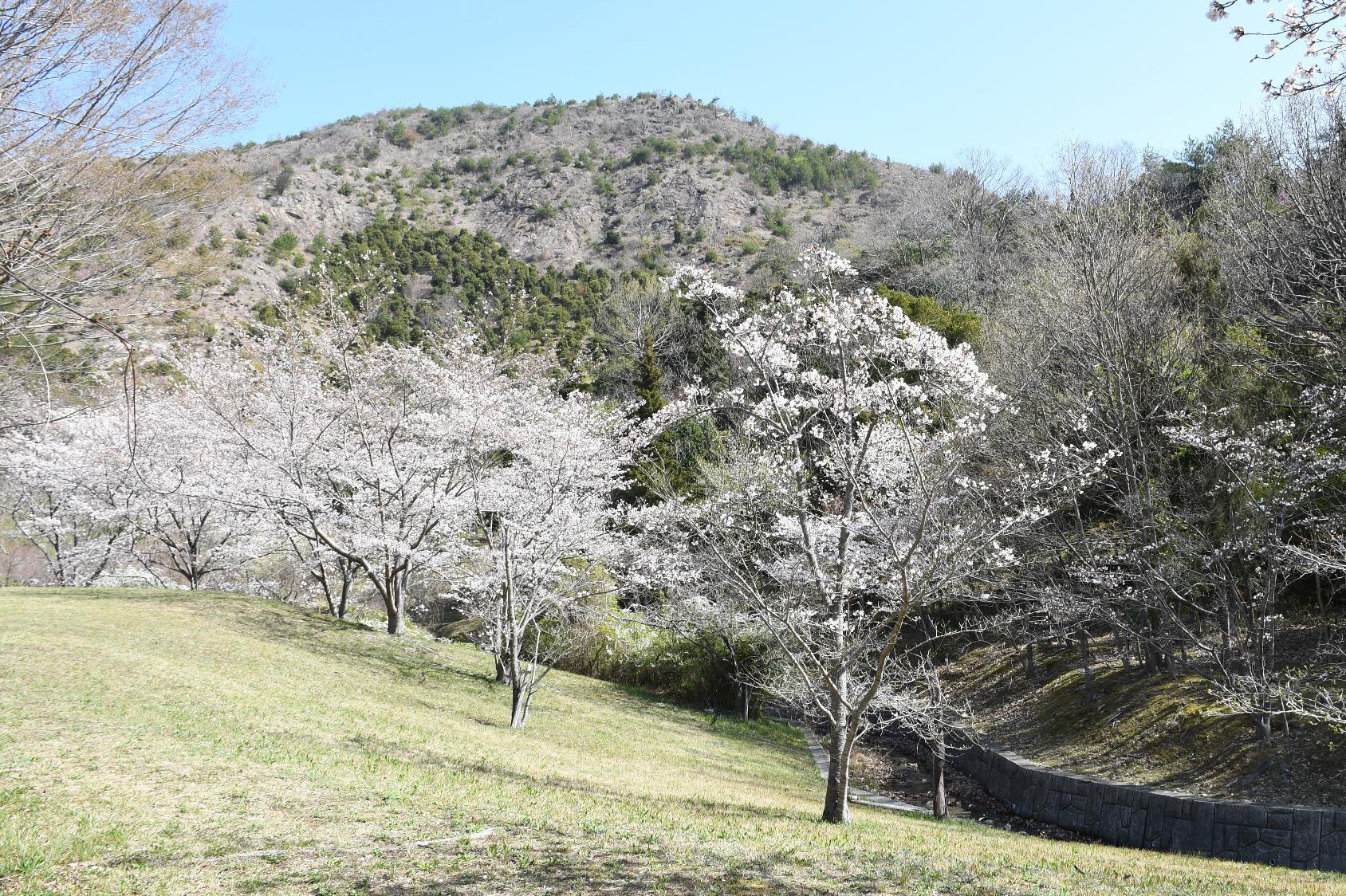 鹿島扇平の桜の写真