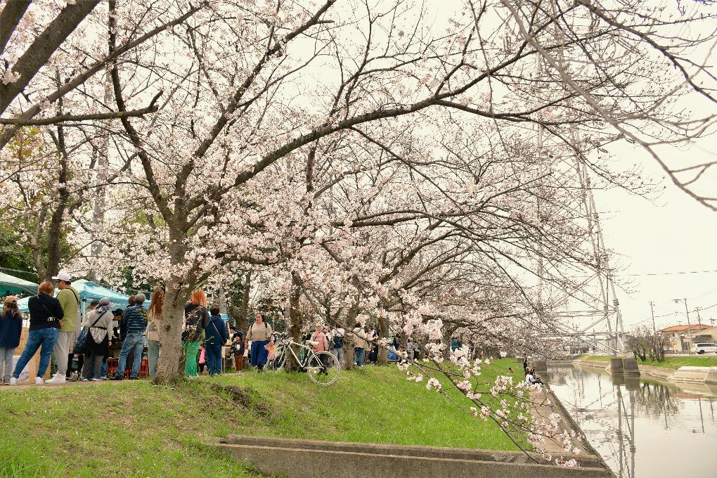 松村川の桜並木（スプリングフェスタ鹿島川2024にて）