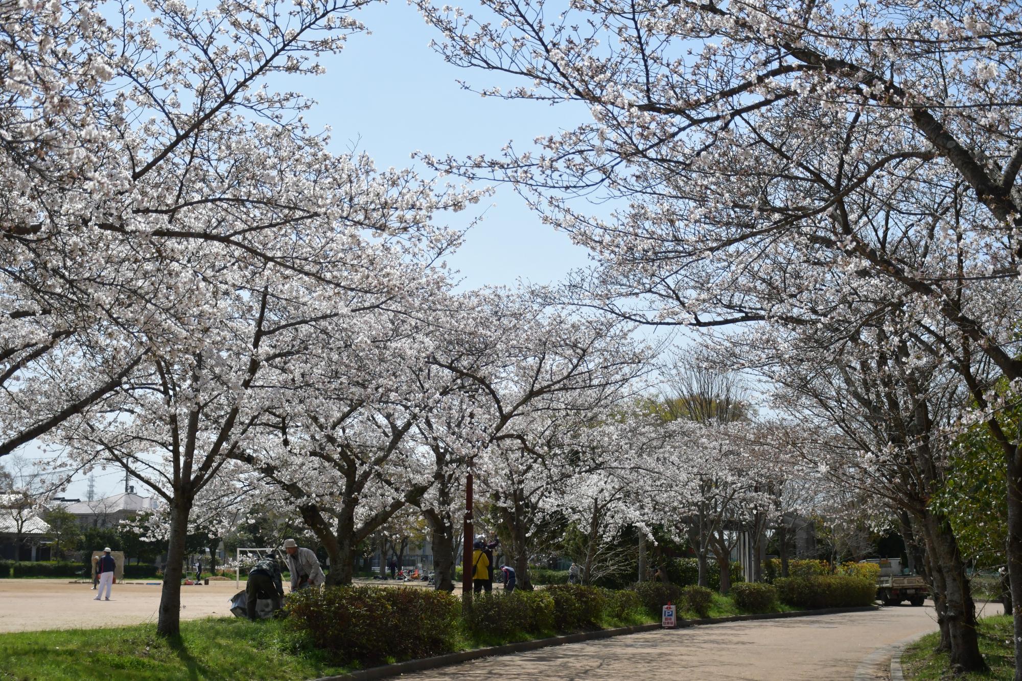 総合運動公園の桜の写真（サブグラウンド横）