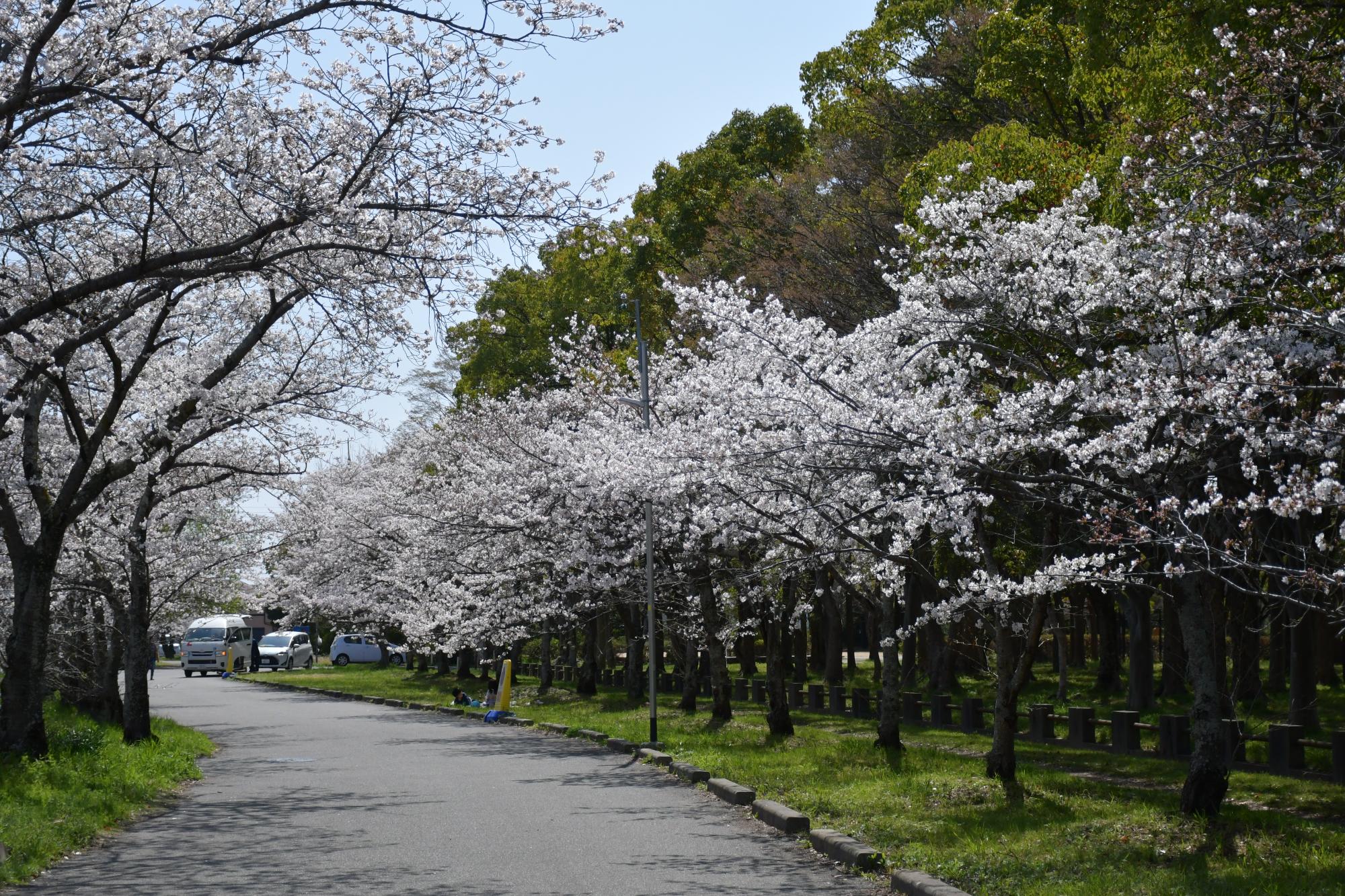 総合運動公園の桜（東側通路）