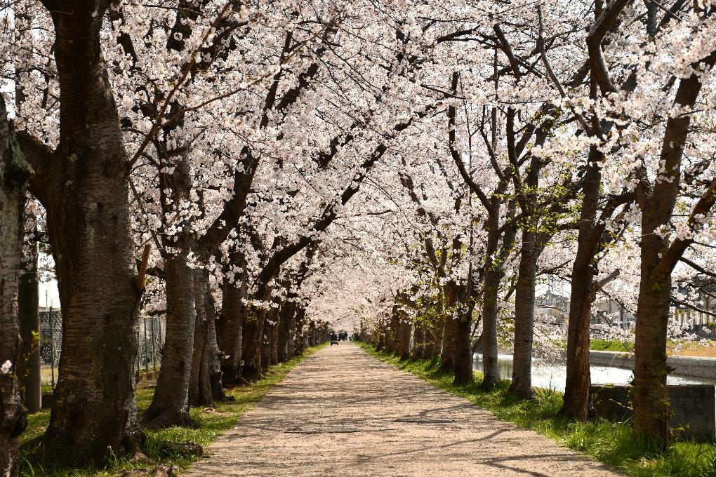 松村川沿いの桜