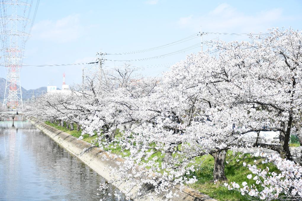 松村川沿いの桜