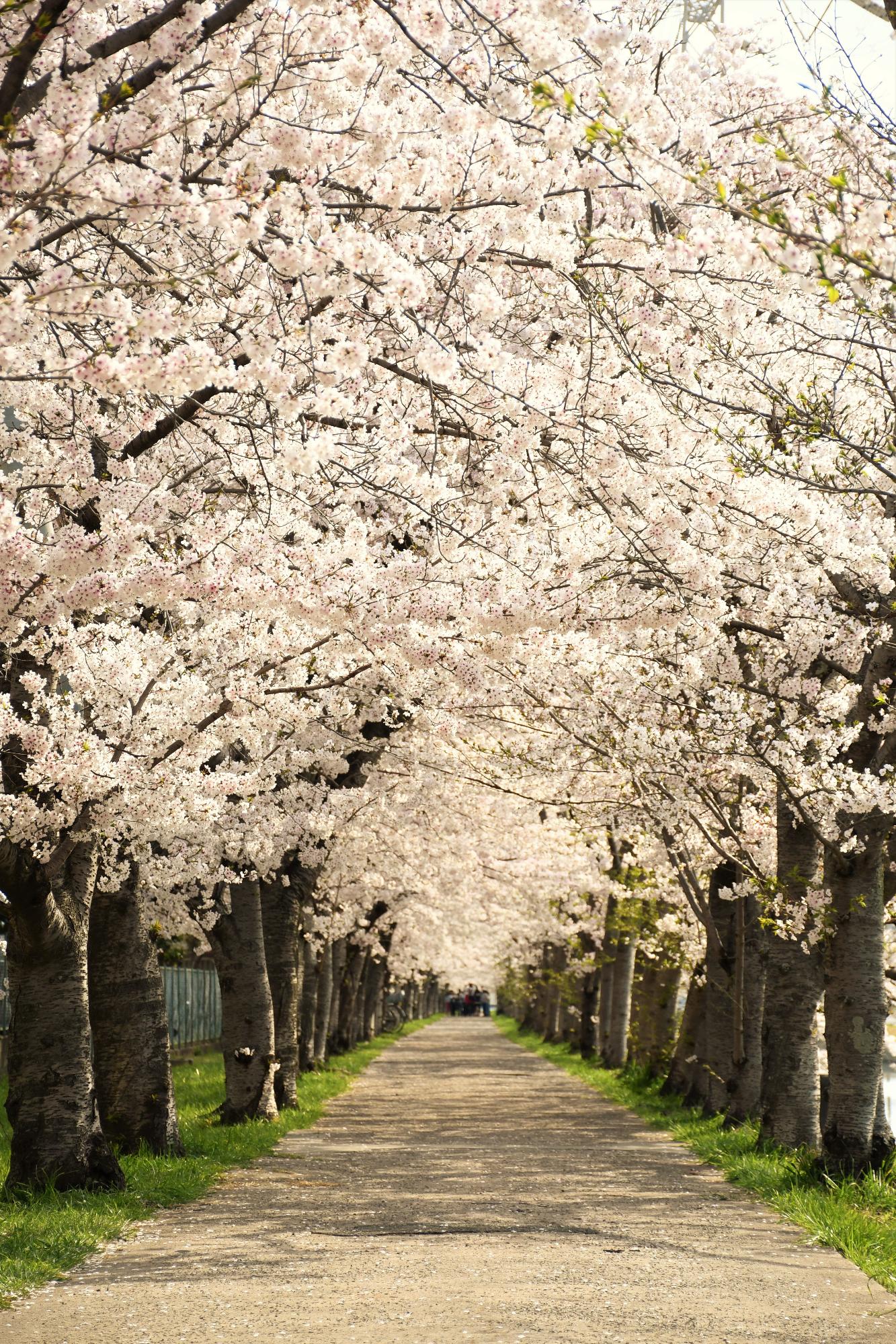 鹿島川沿いの桜並木の写真