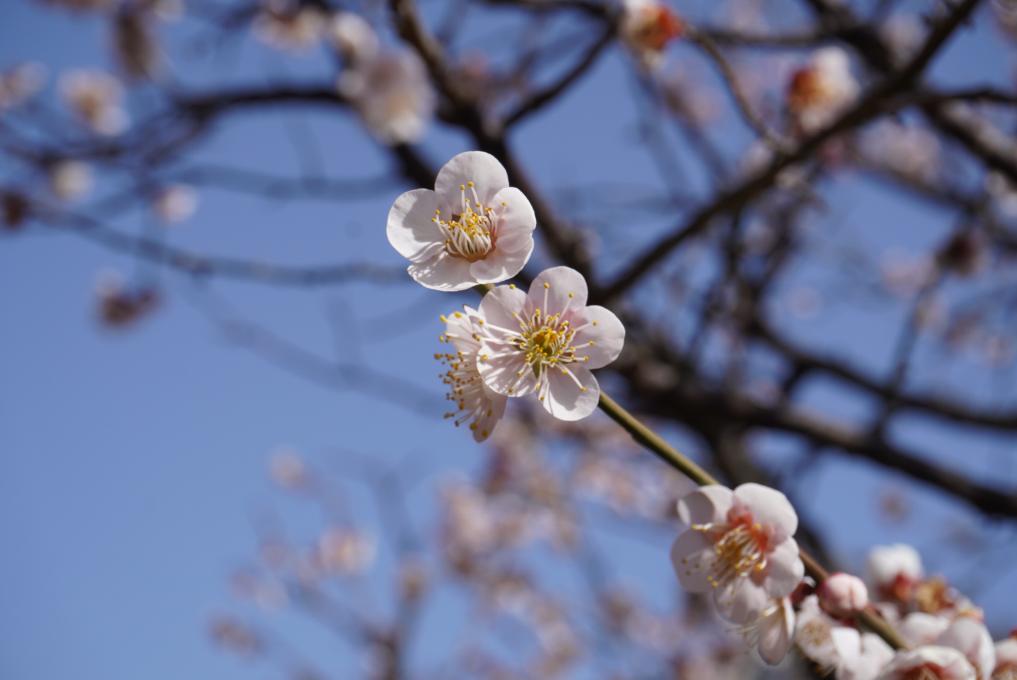 青空を背景にした薄ピンクの梅の花
