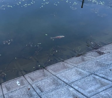 kounoikekoi