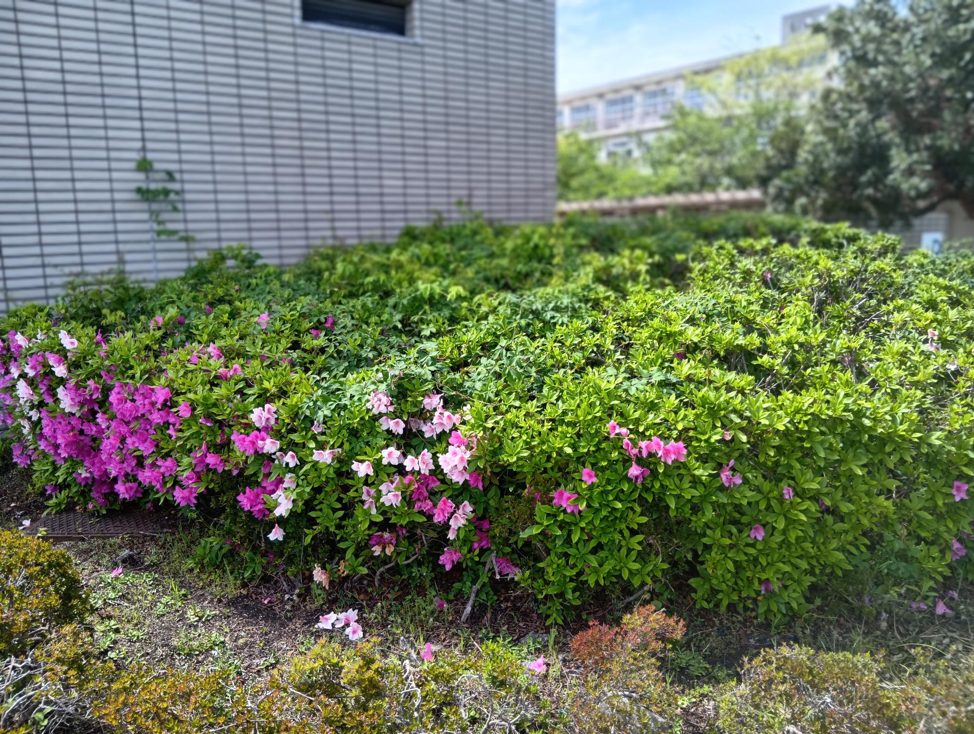 つつじ1