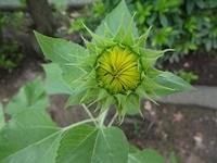 園庭に植えられた開花間近のひまわりの花の部分をアップで撮影した写真