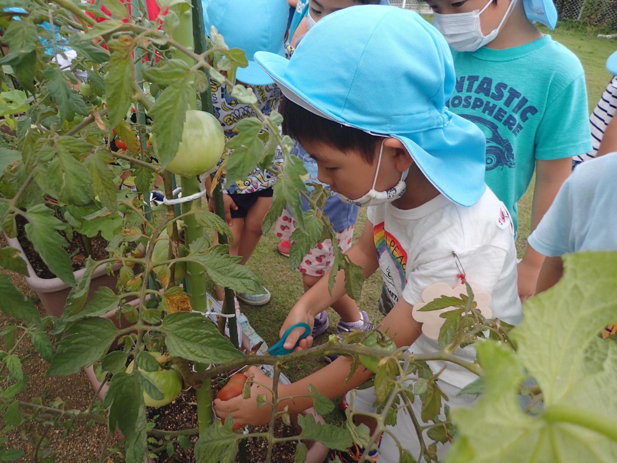 一番赤く実った美味しそうなトマトを選んではさみで収穫する男児の様子を見守る園児たちの写真