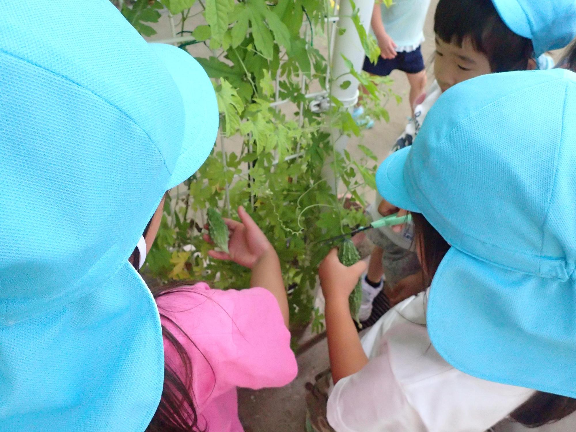 一番大きく成長したゴーヤを選んではさみで収穫する園児の左横でまだ小さいゴーヤを手に取る女児の写真