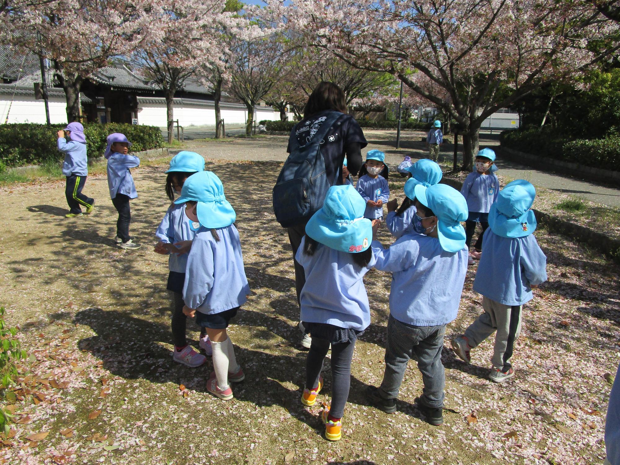 水色の帽子を被った保育園児たちが桜の木の近くにいる先生を囲んで集めた花びらを見せようとしている様子の写真