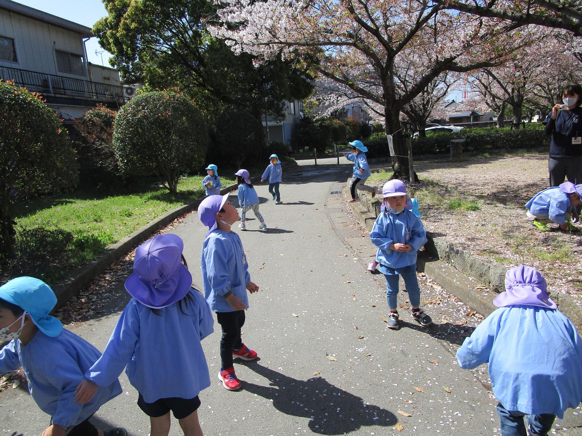 十輪寺前の広場にお花見に出かけている5歳児の保育園児たちが桜を眺めていたりはしゃぎ回っている様子の写真