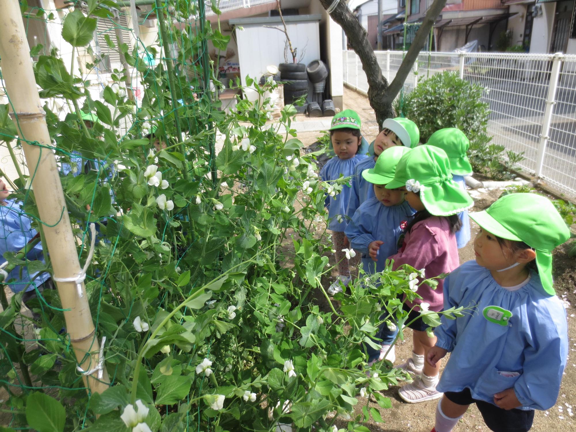 庭にあるスナップえんどうの葉っぱが生い茂っている様子を数名の保育園児が眺めている様子の写真