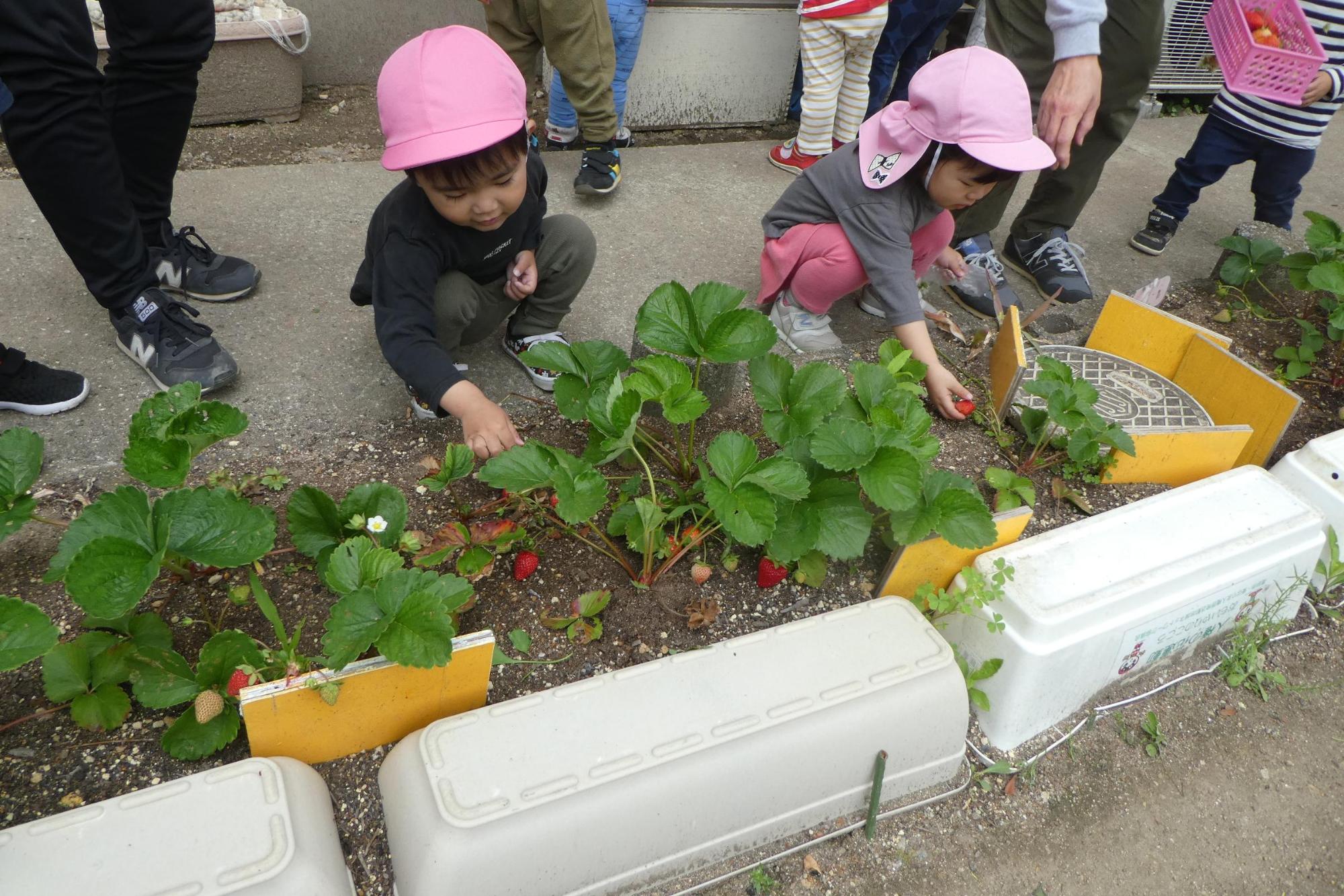 ピンクの帽子を被った2人の保育園児が赤いイチゴを摘み取っている様子の写真