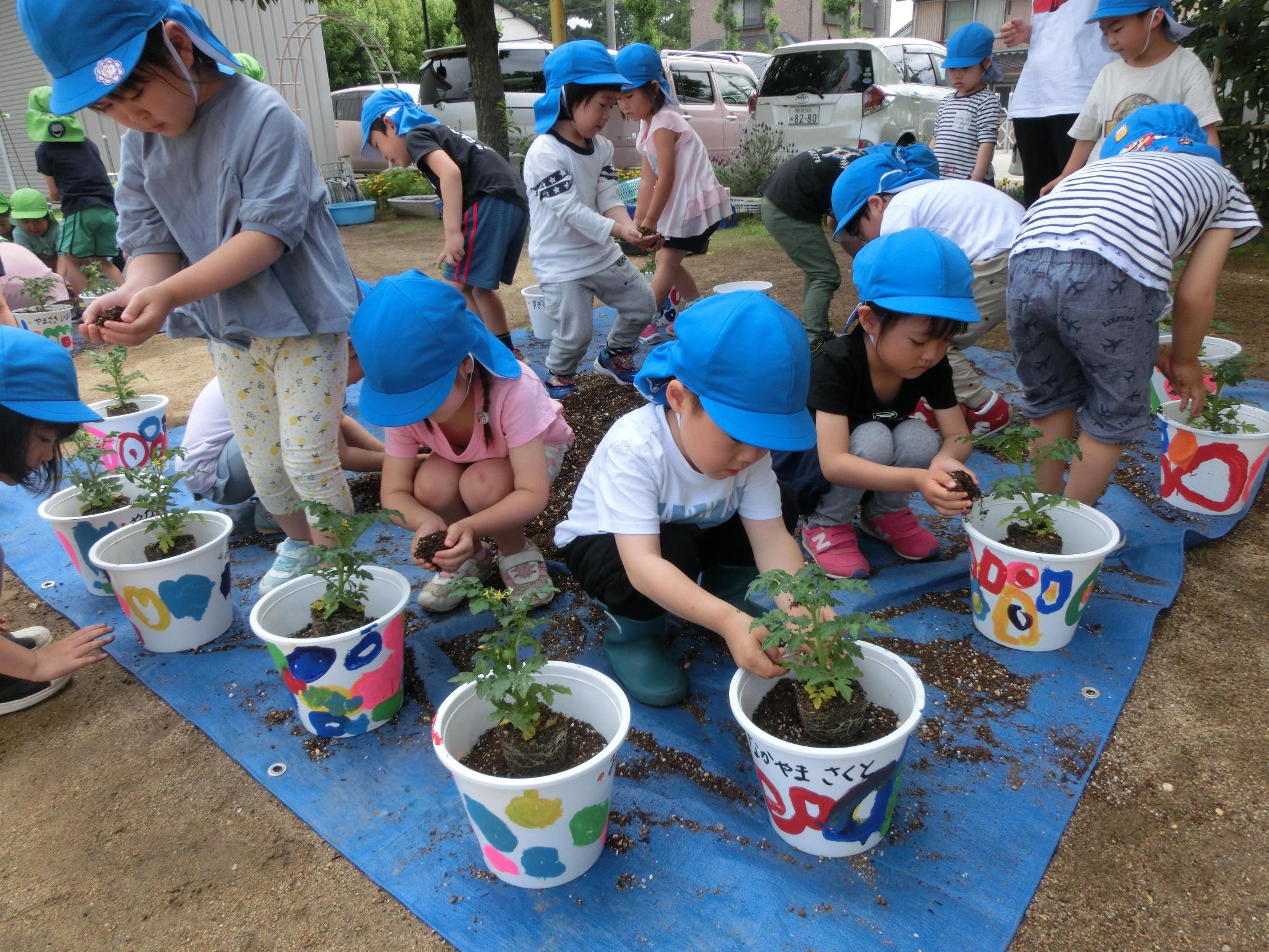 青い帽子を被った保育園児たちがビニールシートの上の植木鉢にミニトマトの苗を植え付けている様子の写真