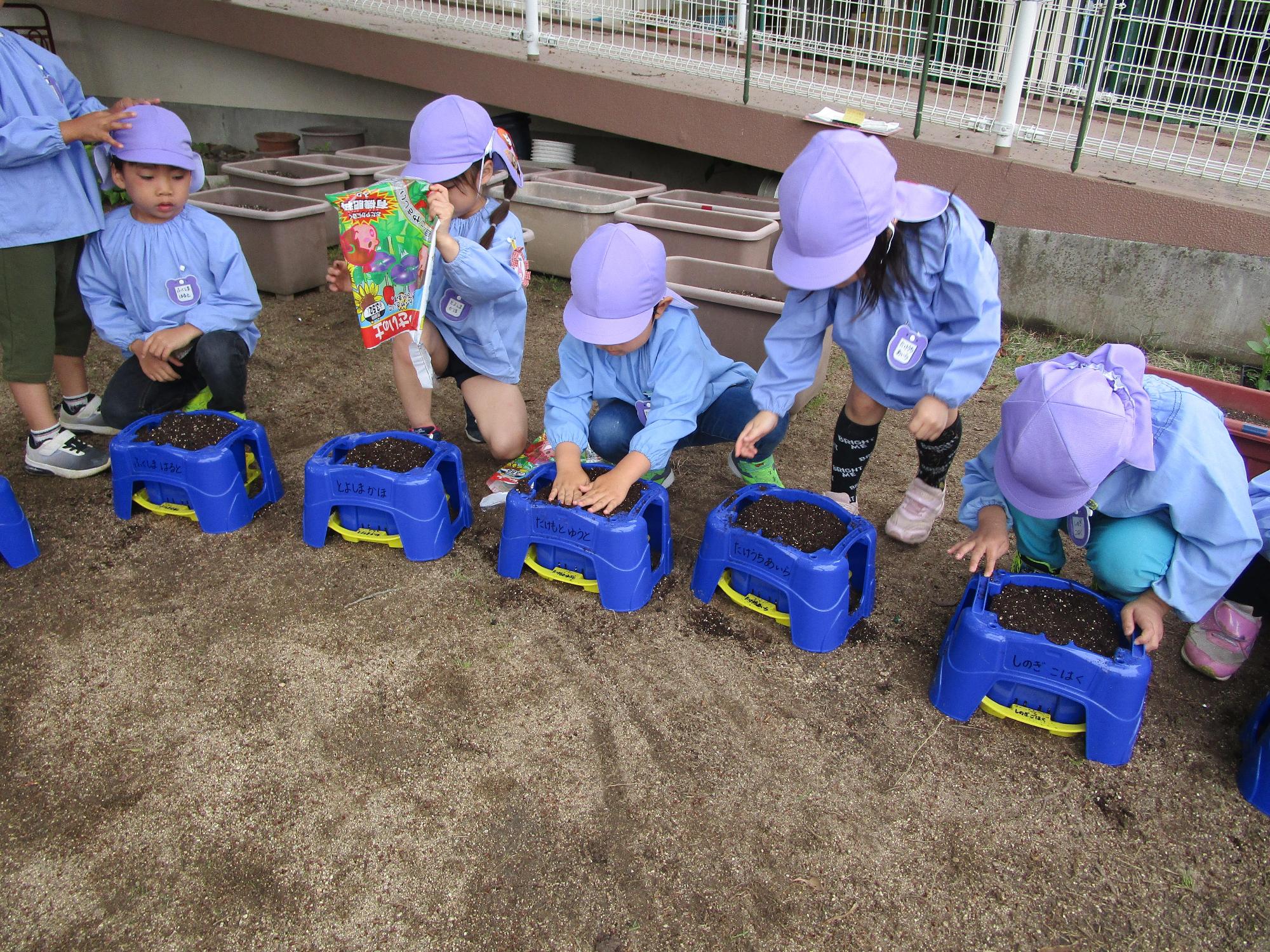 紫色の帽子を被った園児たちがボックス型の植木鉢に土を入れアサガオの種を植え付けている様子の写真