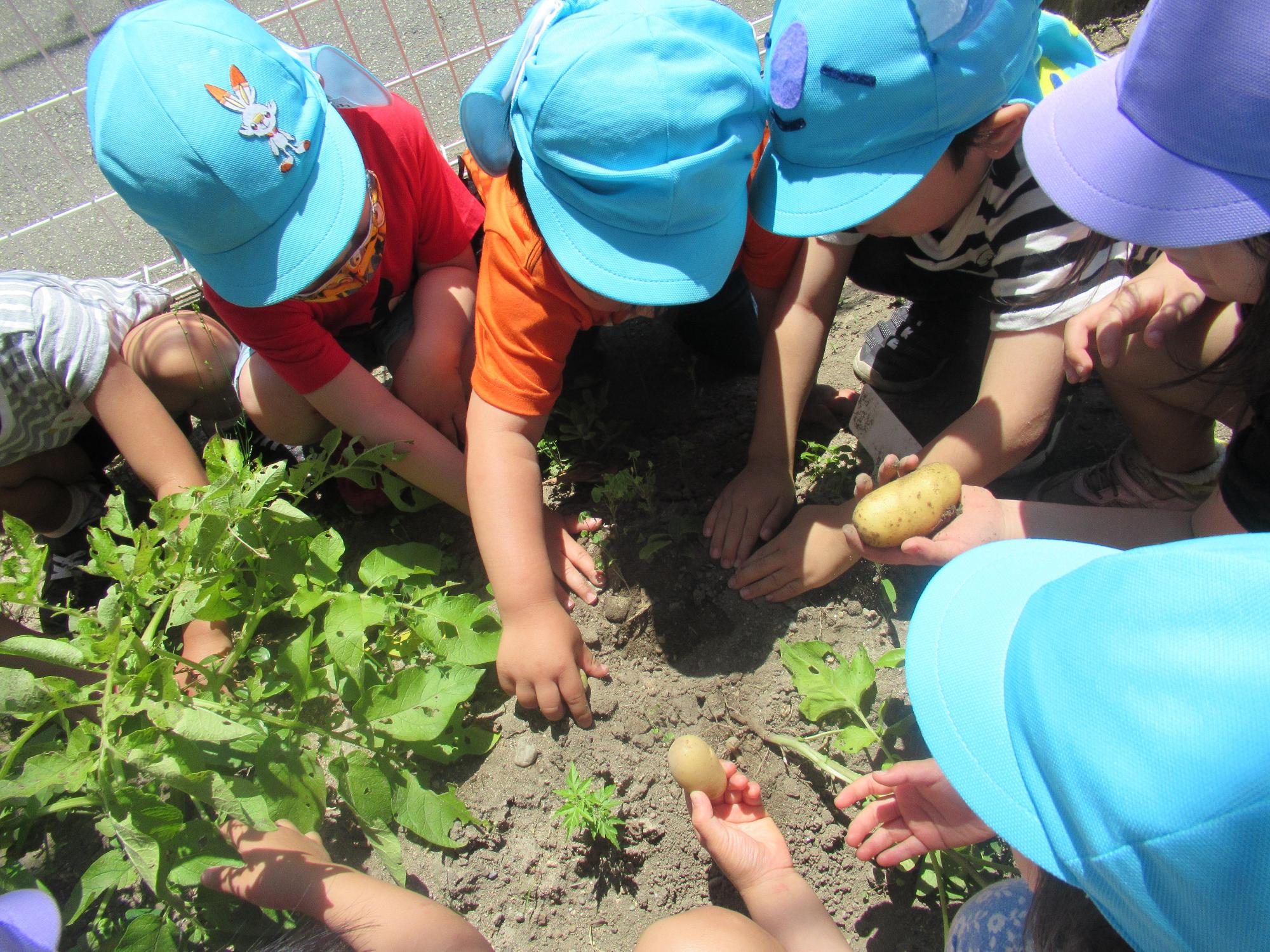 青や紫の帽子を被った保育園児たちが掘り出したジャガイモを手に取っている写真
