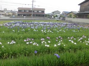 濃淡様々な紫色に咲き乱れる菖蒲の花が一面に畑に生え揃っている様子の写真