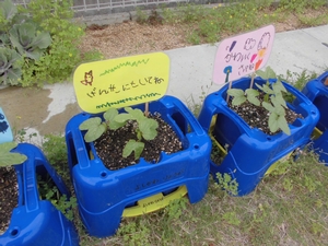 芝生の上に並ぶ青い鉢に生えている朝顔の双葉と、その横に添えられた子供たちのメッセージを記した色つきの札を写した写真