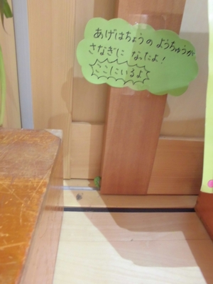 蛹が一匹部屋の隅に転がっている写真