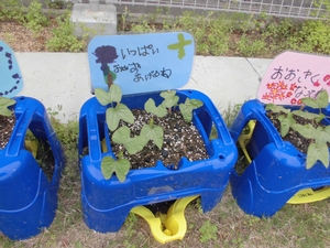 芝生の上の青い鉢に生えている朝顔の双葉と、その横に添えられた子供たちのメッセージを記した青い札を写した写真