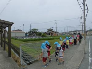 菖蒲の畑を後ろに見ながら隣の子と2人手をつなぎ歩道を歩いていく子供たちと先生の様子の写真