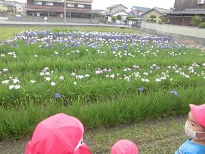 一面菖蒲の花の咲く畑と、手前でそれを眺めている子供たちの様子の写真