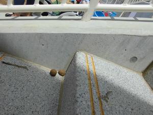 オシロイバナの種が階段の途中にころりと並んでいる写真
