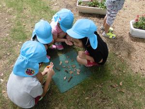 拾った小石を広げて、捕まえたダンゴムシを観察している子供たちの写真
