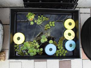 浮き藻や浮き球が浮かんでいるメダカの水槽の写真