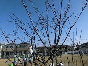 青空を背景に、つぼみがついた枝を伸ばす梅の木の写真
