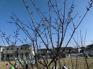 青空を背景に、つぼみがついた枝を伸ばす梅の木の写真