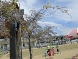 竹馬にチャレンジする子供達と綺麗に咲いた藤の花の写真