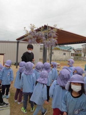 ふじ組の園児たちが花の藤を見ている写真