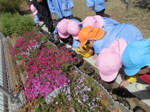 花壇の周りの地面のダンゴムシを探す園児たちの写真。