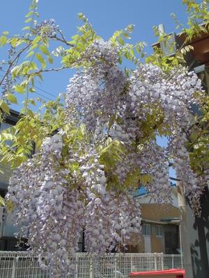 満開に咲いた藤の花を下から見上げた写真