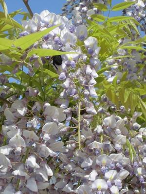 藤の花に隠れているクマバチの写真