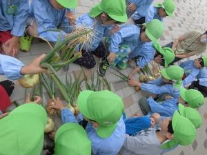 床に並べられた玉ねぎを園児たちが触っていて、左斜め後ろから撮った写真