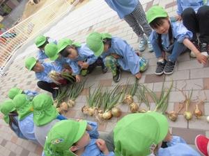 床に並べられた玉ねぎを園児たちが見ていて、右斜め後ろから撮った写真