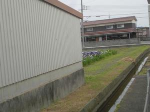 道沿いの建物の陰から覗いて見えてくる菖蒲の植わった畑の様子の写真