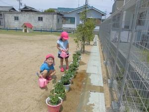 園庭の柵の前に並べられたミニトマトの植木鉢にじょうろで水をかけている子供たちの写真