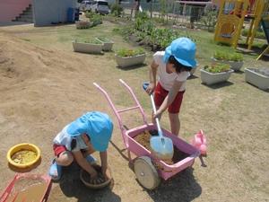 シャベルや手押し車を使って、園庭の砂をこねて遊ぶ子供たちの写真