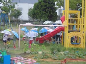 雨の中、傘を差しながら園庭の菜園と遊具の間を歩く先生と子供たちの様子の写真