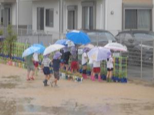 雨の中、傘を差しながら園庭の柵の前に並べられた朝顔の鉢を眺める先生と子供たちの様子の写真