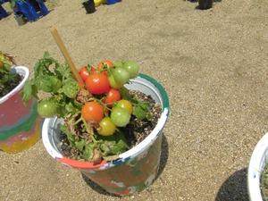 庭に置かれ、緑色から赤く色づき始めたたくさんの実の生っているミニトマトの植木鉢の写真