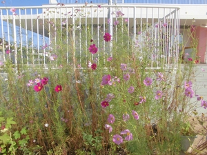 高く伸びた茎の先にピンク色のコスモスの花が咲いている写真
