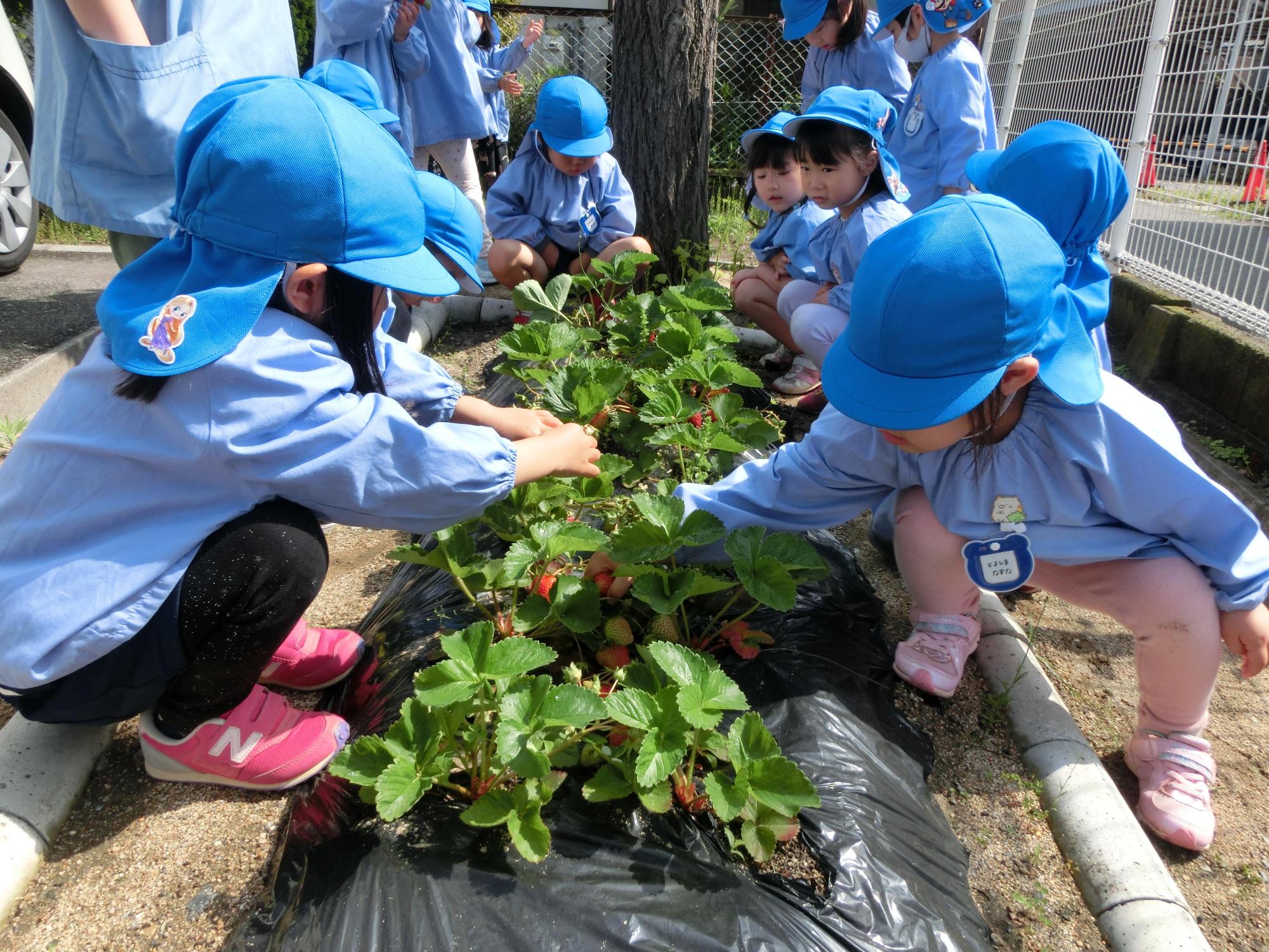 保育園児たちが花壇の両側に縦一列にしゃがみこんで赤いイチゴの実を摘み取ろうとしている様子の写真